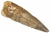 Fossil Spinosaurus Tooth - Real Dinosaur Tooth #357428-1